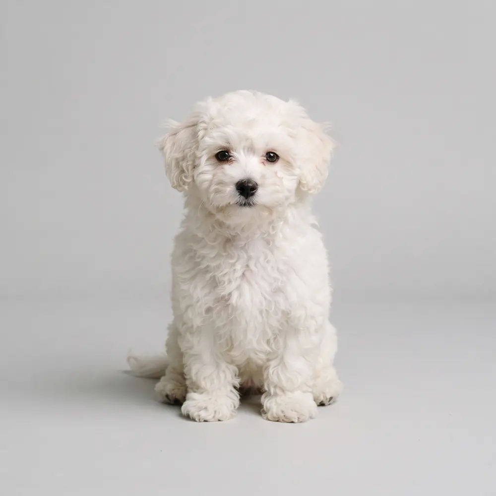 Illustration of a Bichon Frise: white coat. Not a photograph of a puppy for sale.