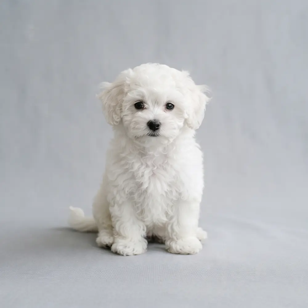 Illustration of a Bichon Frise: snow white coat. Not a photograph of a puppy for sale.