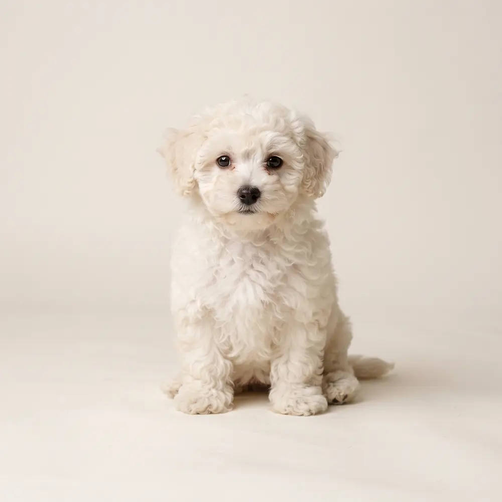Illustration of a Bichon Frise: ivory coat. Not a photograph of a puppy for sale.