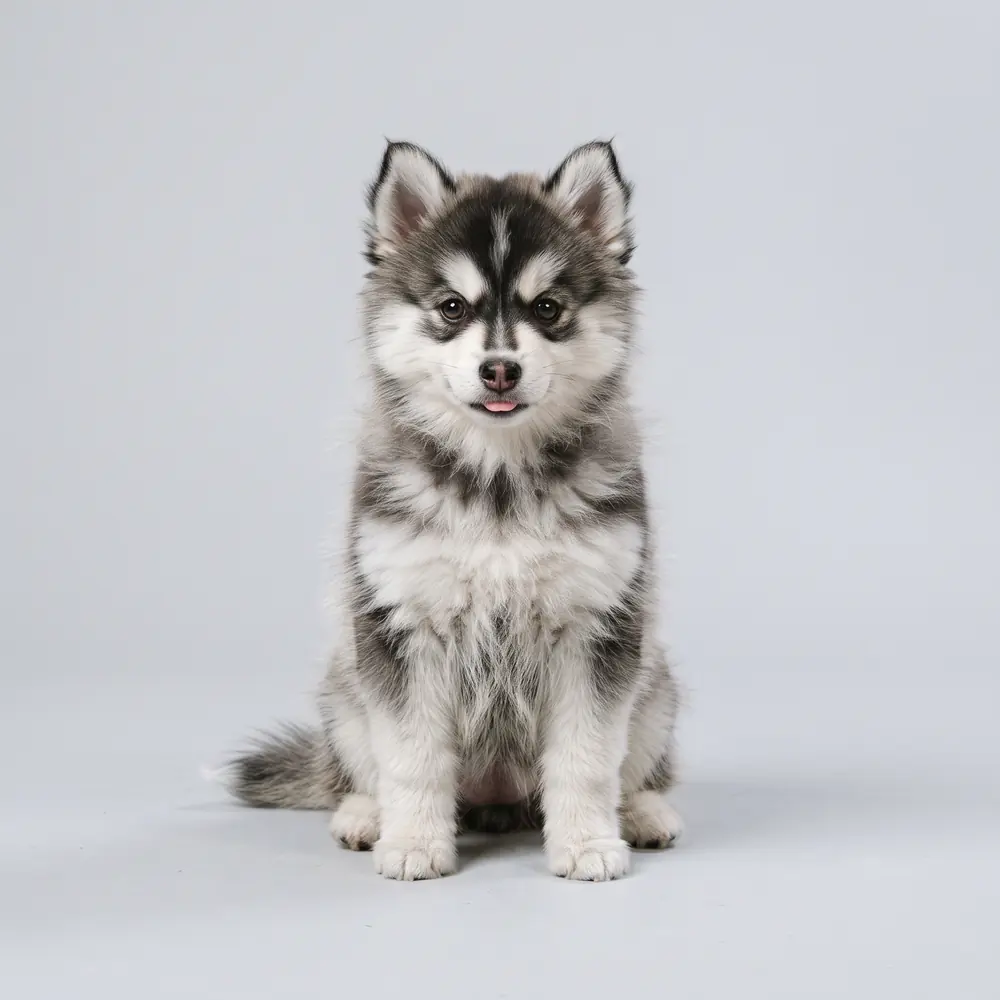 Illustration of a Pomsky: the breed standard colour coat. Not a photograph of a puppy for sale.