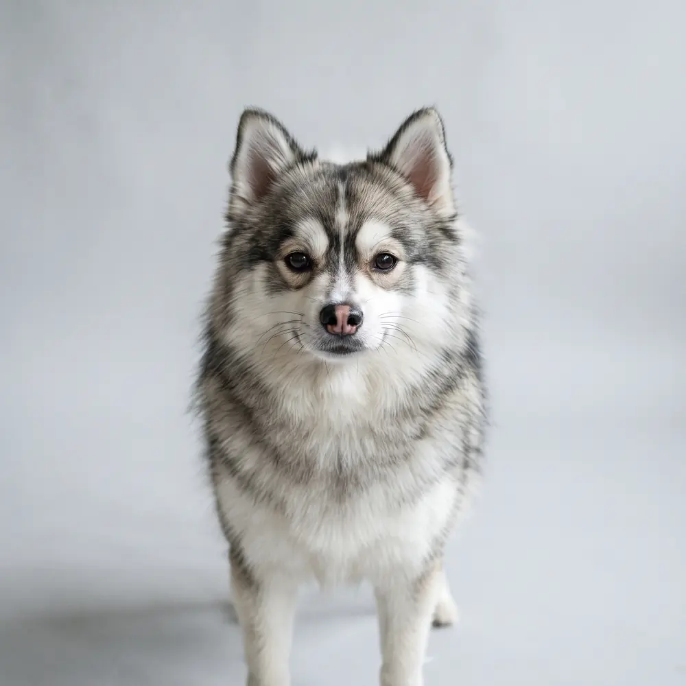 Illustration of a Pomsky: head, ears and muzzle up close. Not a photograph of a puppy for sale.