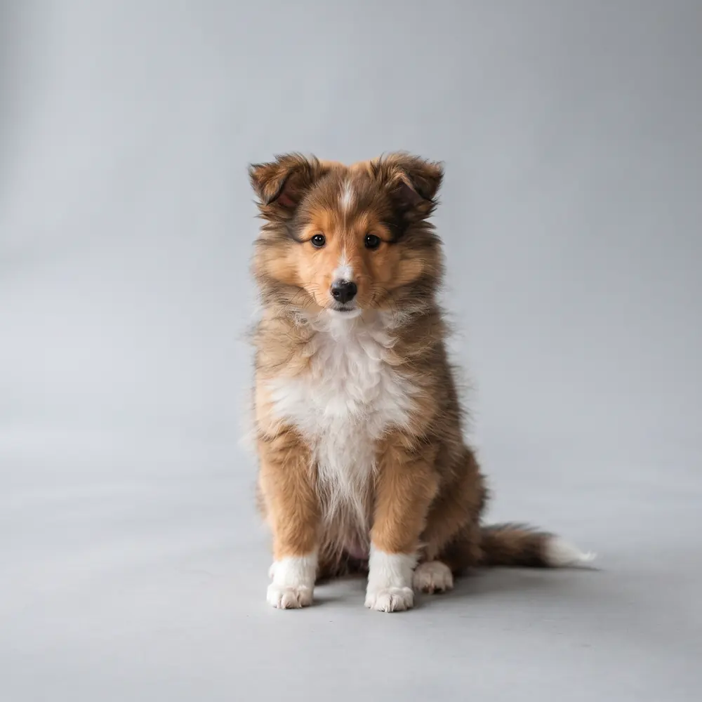 Illustration of a Shetland Sheepdog: mahogany sable coat. Not a photograph of a puppy for sale.