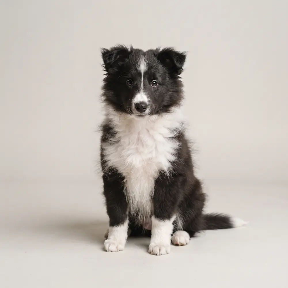 Illustration of a Shetland Sheepdog: black & white coat. Not a photograph of a puppy for sale.