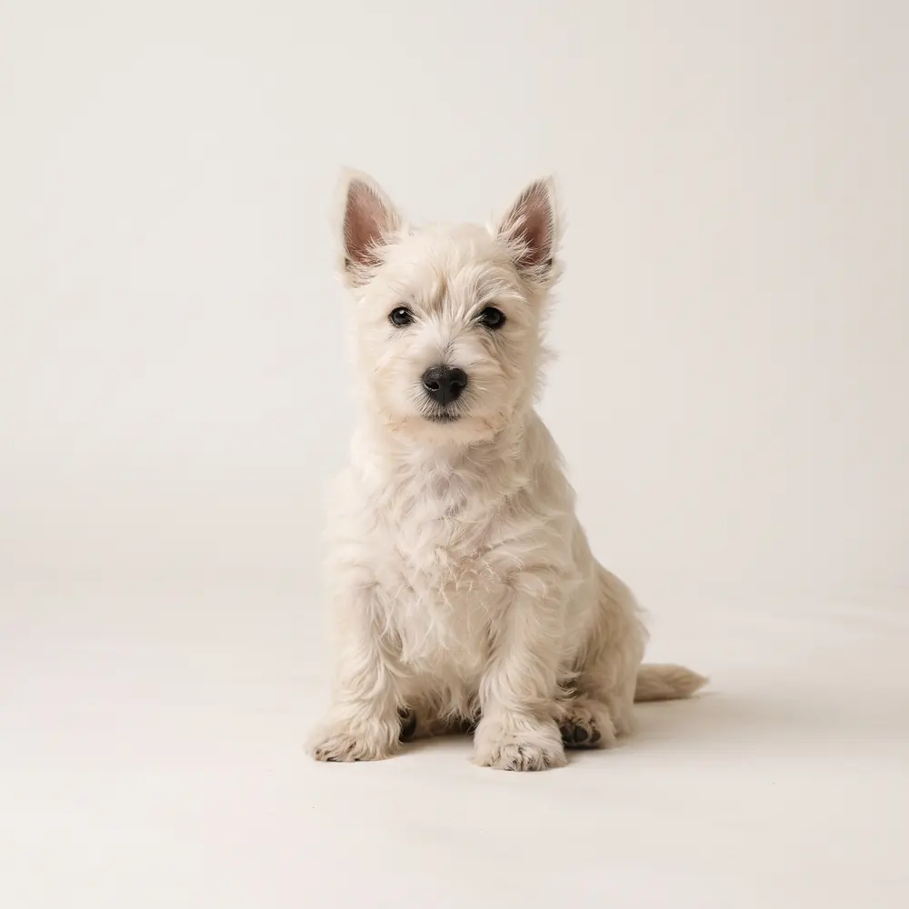 Illustration of a West Highland Terrier: cream white coat. Not a photograph of a puppy for sale.