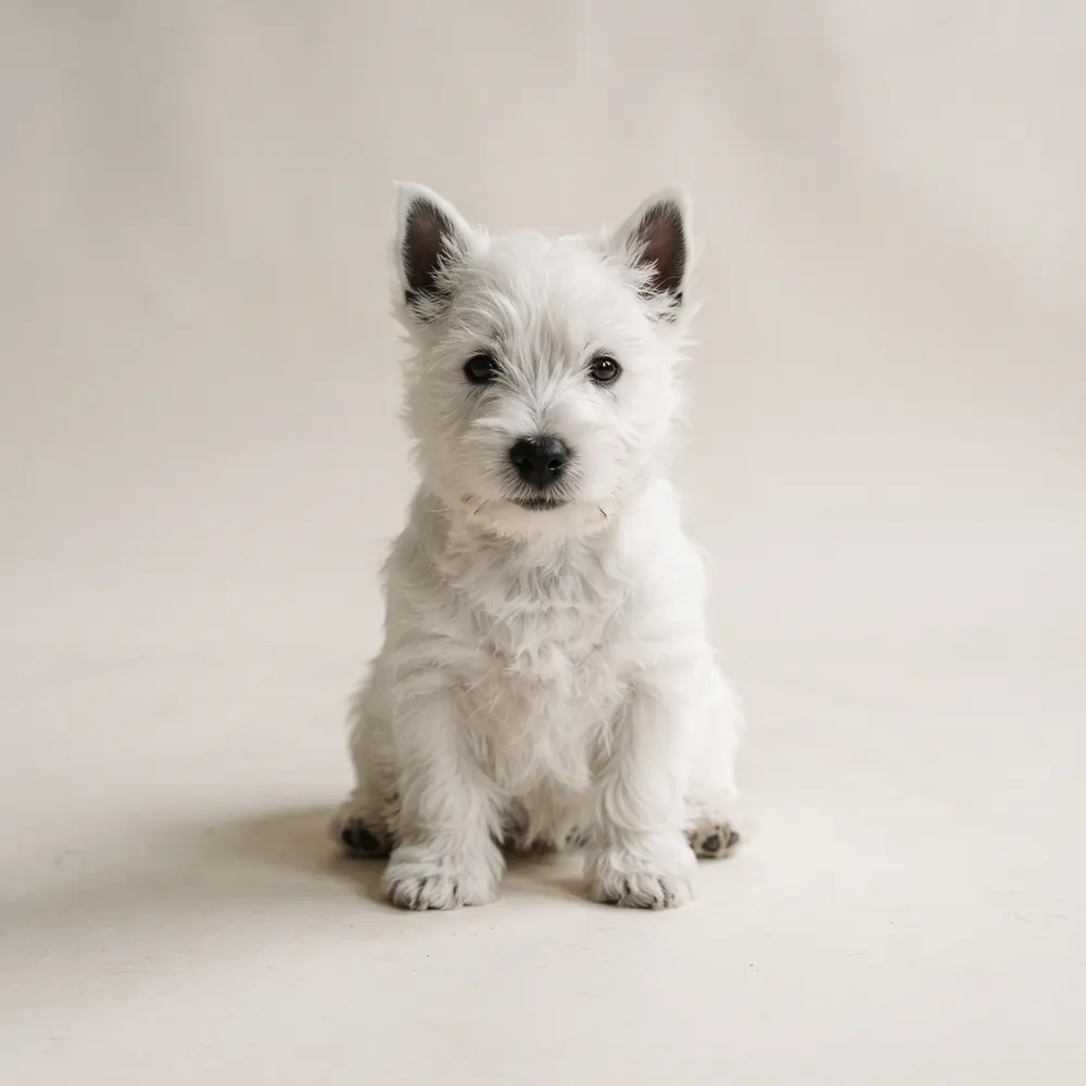 Illustration of a West Highland Terrier: bright white coat. Not a photograph of a puppy for sale.