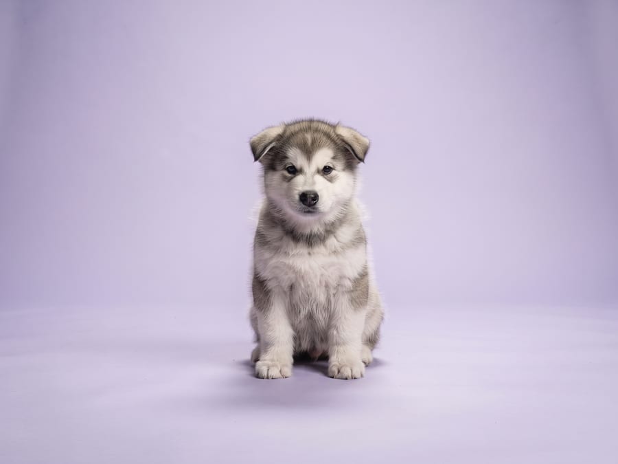 Alaskan Malamute puppy for sale in Singapore