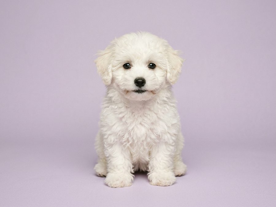 Bichon Frise puppy for sale in Singapore