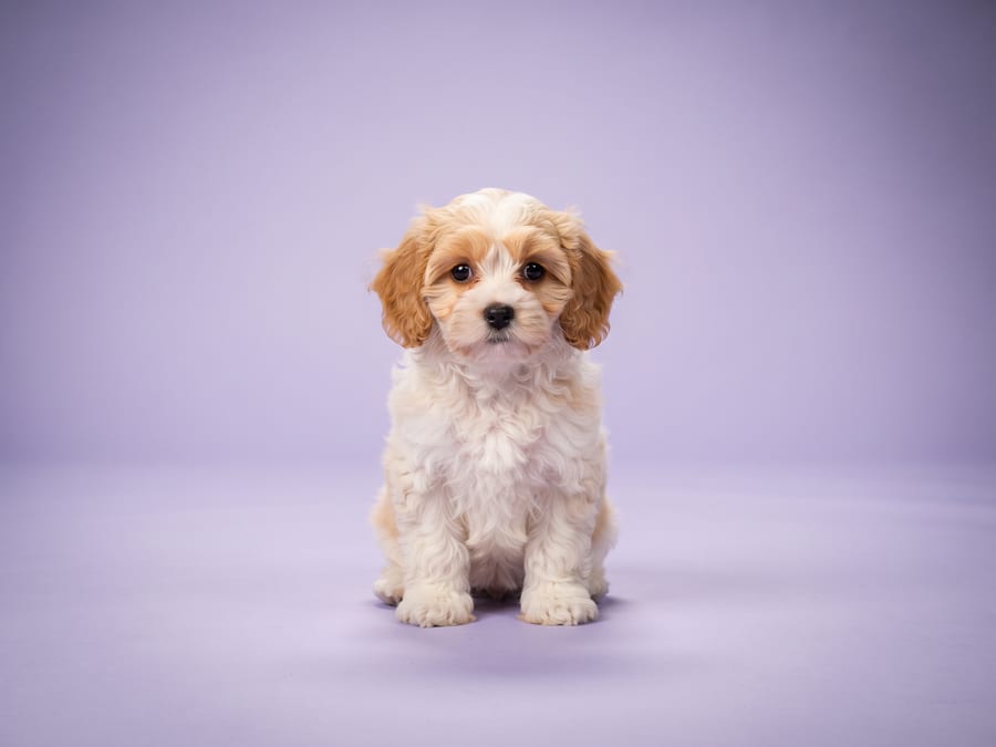 Cavachon puppy for sale in Singapore
