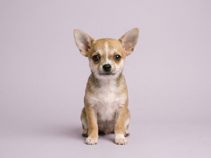 Chihuahua puppy for sale in Singapore