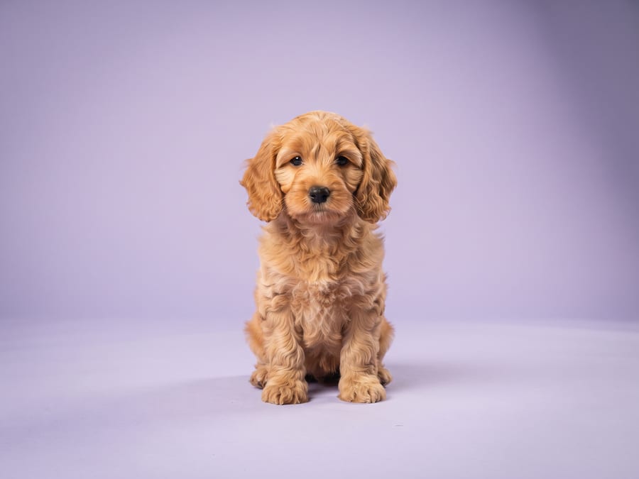 Cockapoo puppy for sale in Singapore