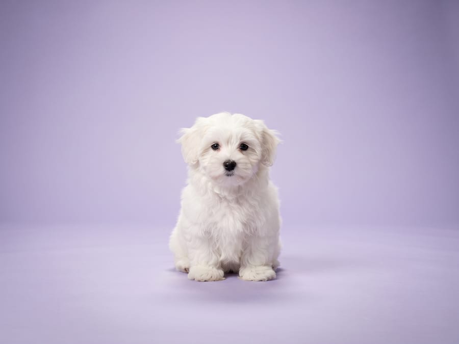 Coton de Tulear puppy for sale in Singapore