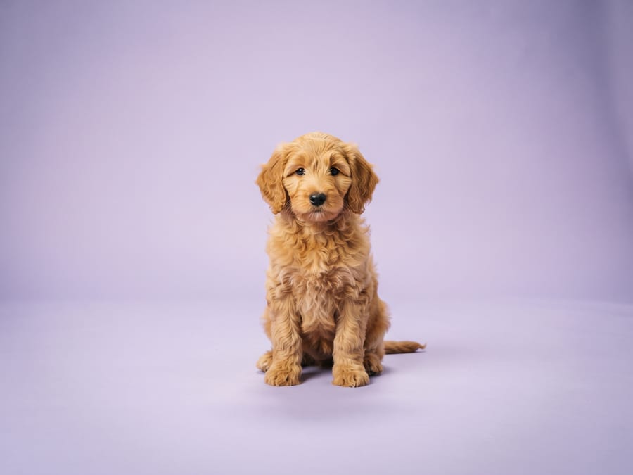 Goldendoodle puppy for sale in Singapore