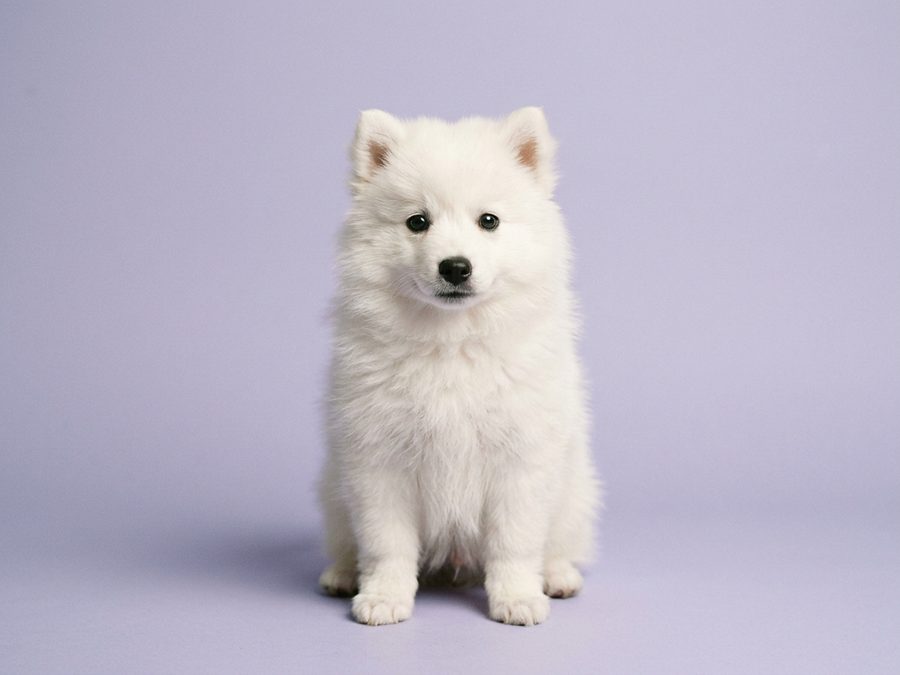 Japanese Spitz puppy for sale in Singapore