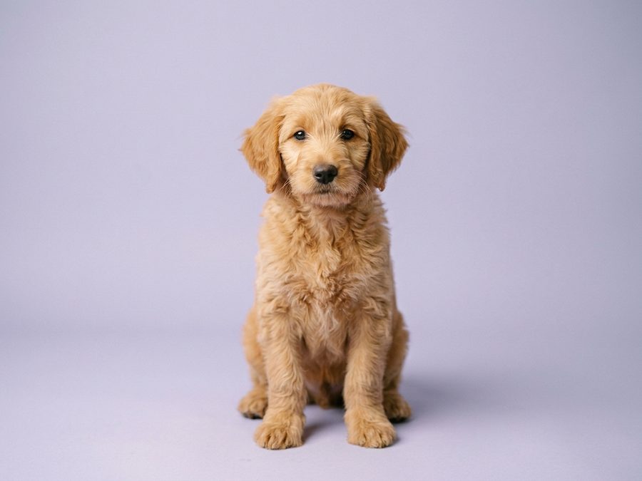 Labradoodle puppy for sale in Singapore