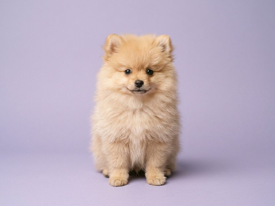 Pomeranian puppy for sale in Singapore