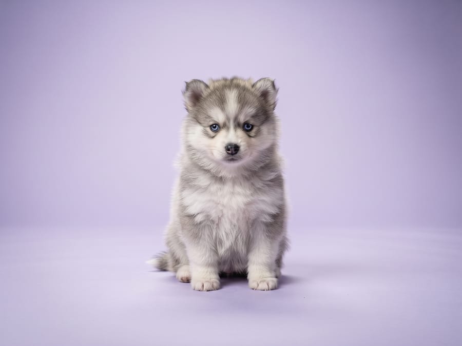 Pomsky puppy for sale in Singapore