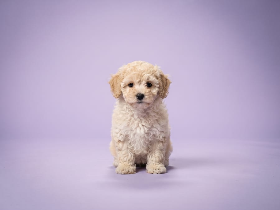 Poochon puppy for sale in Singapore