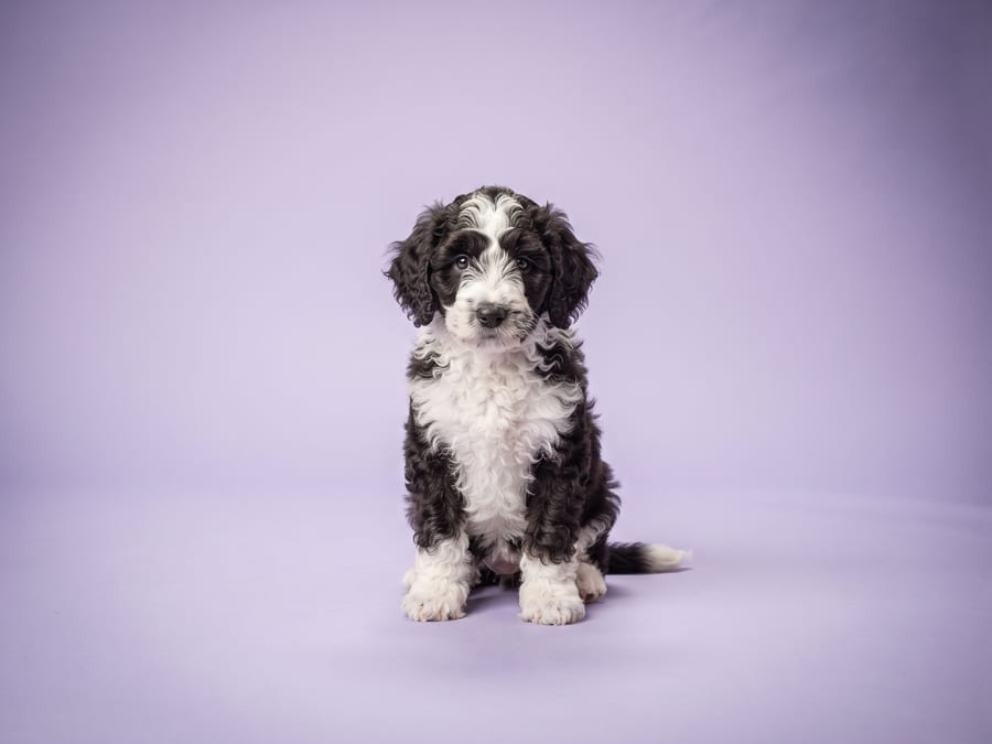 Sheepadoodle puppy for sale in Singapore