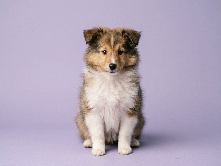 Shetland Sheepdog puppy for sale in Singapore