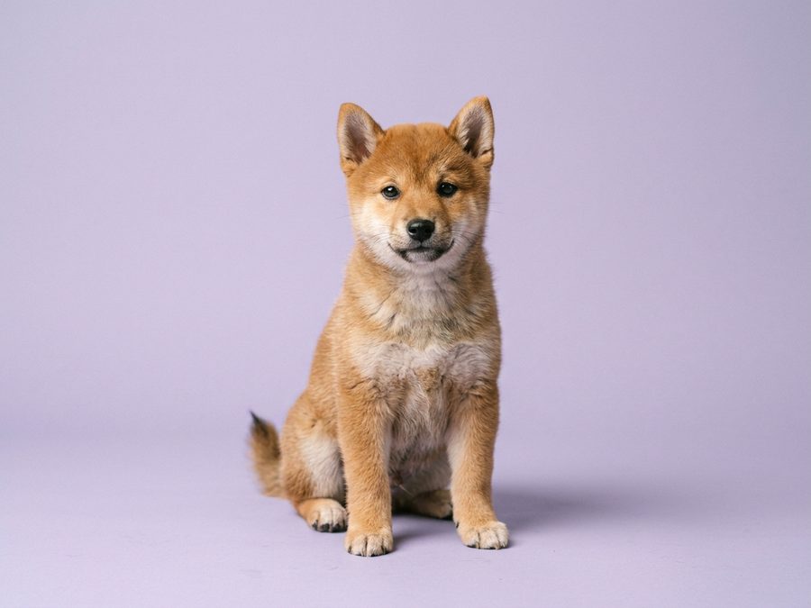 Shiba Inu puppy for sale in Singapore