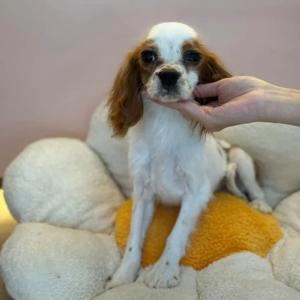 Nasi, a Cavalier King Charles Spaniel puppy placed with a Singapore family