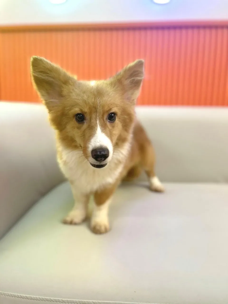 Wanton, a Corgi puppy placed with a Singapore family
