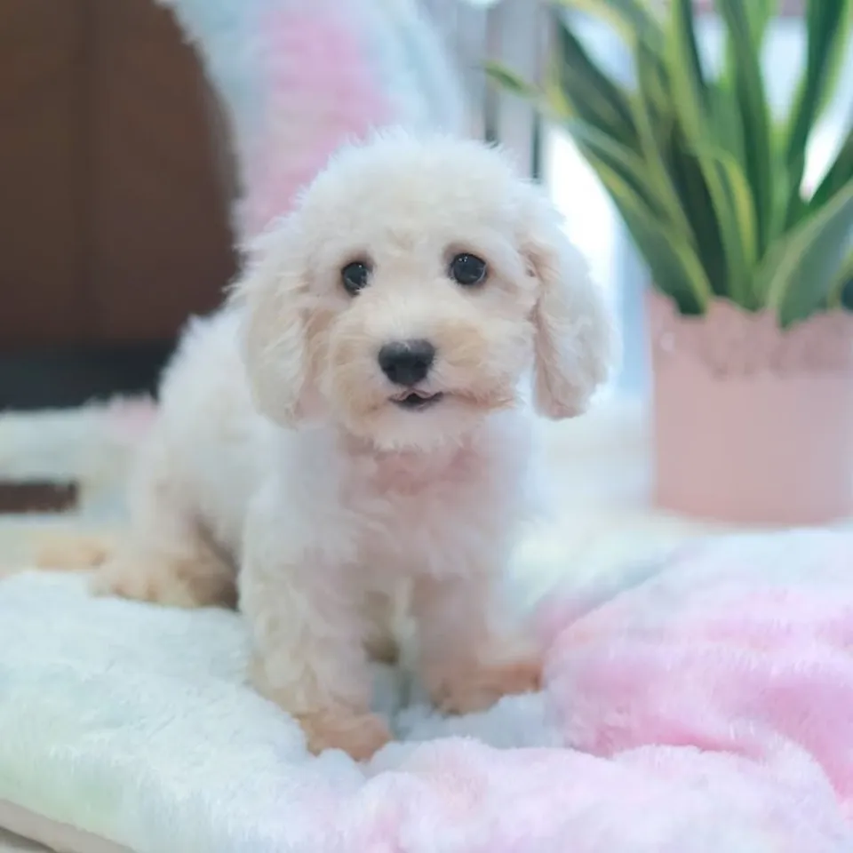 Apricot Cavachon puppy, a Cavachon puppy placed with a Singapore family
