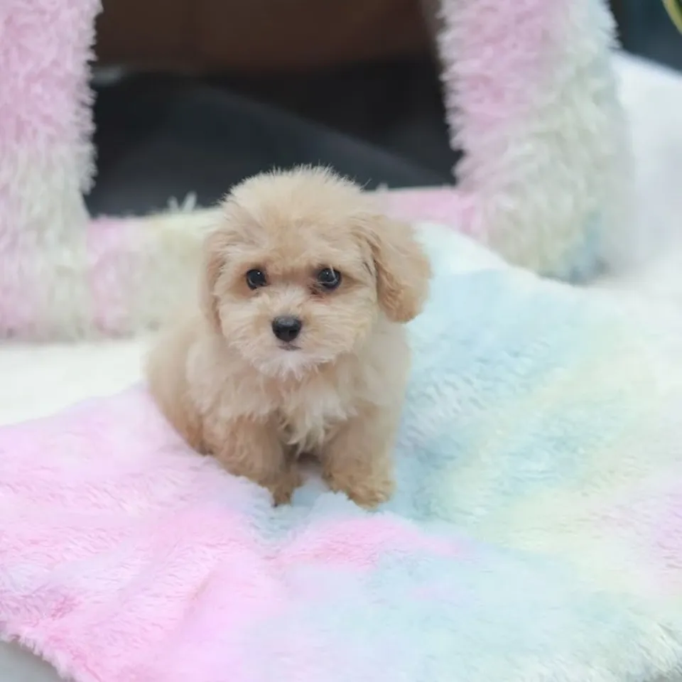 Apricot Cavachon puppy, a Cavachon puppy placed with a Singapore family