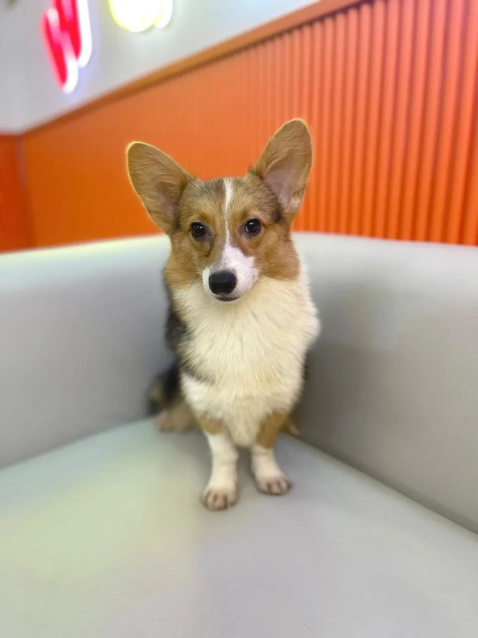 Tri Color Corgi puppy, a Corgi puppy placed with a Singapore family