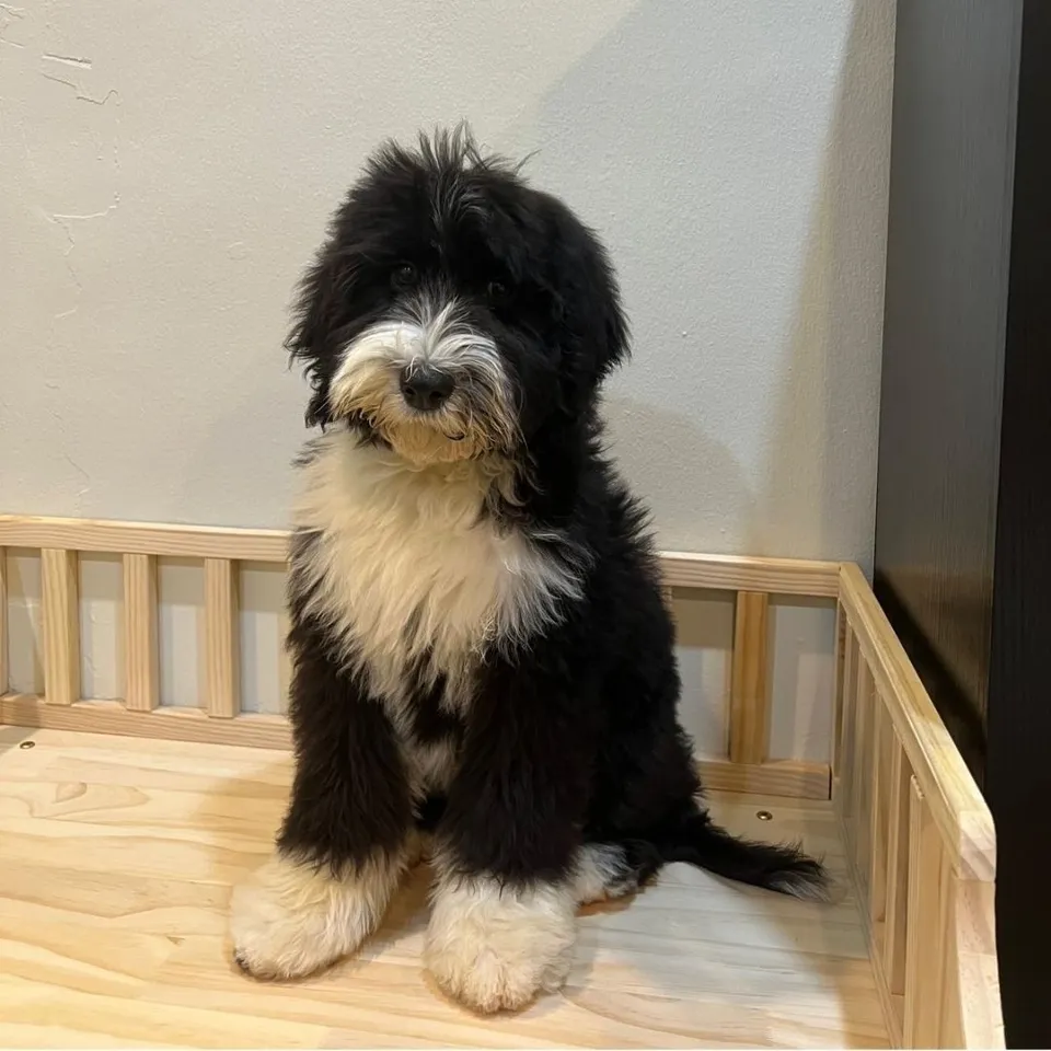 Black White Sheepadoodle puppy, a Sheepadoodle puppy placed with a Singapore family