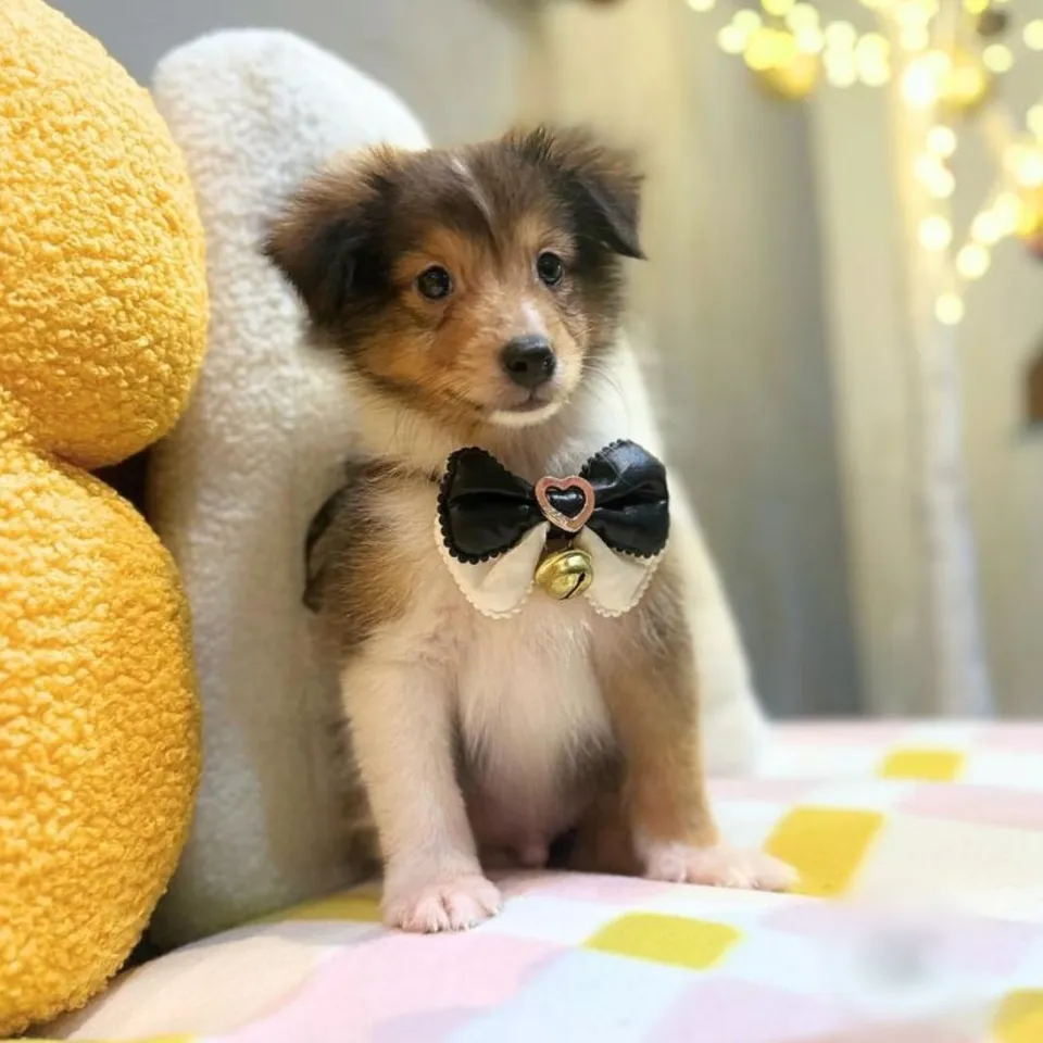 Tri Color Shetland Sheepdog puppy, a Shetland Sheepdog puppy placed with a Singapore family