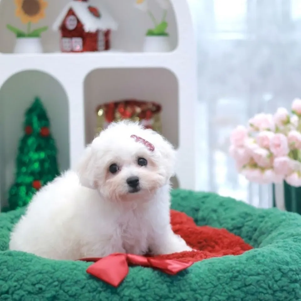 Laksa, a Bichon Frise puppy placed with a Singapore family