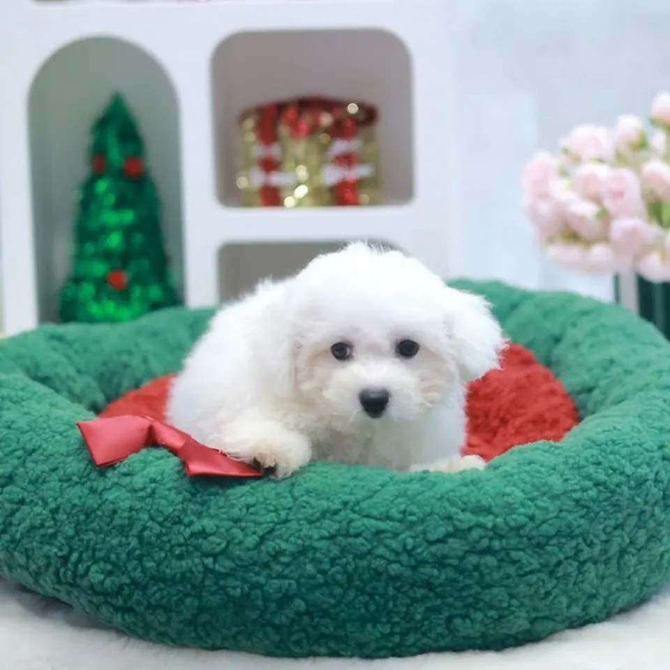 White Bichon Frise puppy, a Bichon Frise puppy placed with a Singapore family