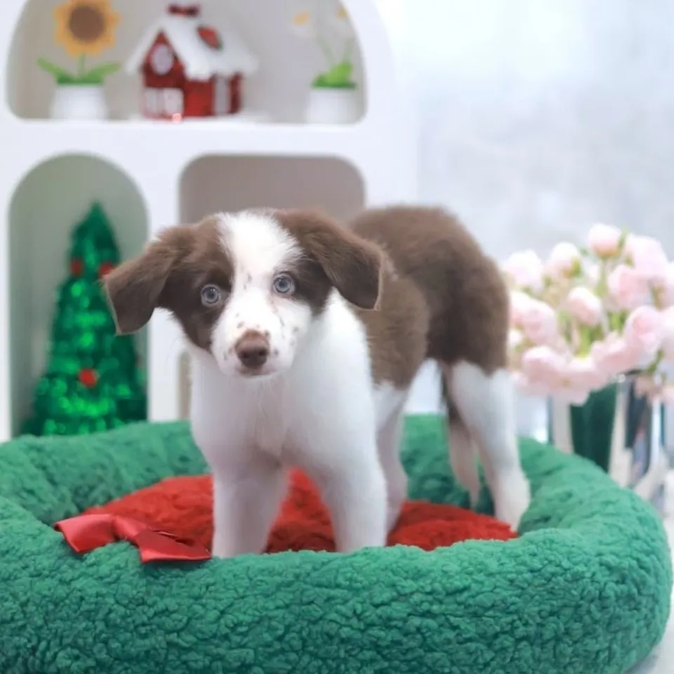 Brown White Border Collie puppy, a Border Collie puppy placed with a Singapore family