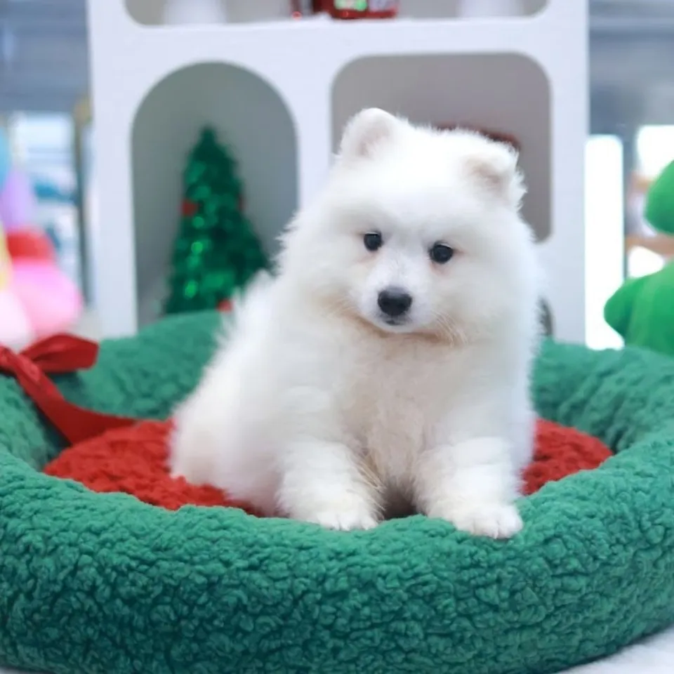 White Japanese Spitz puppy, a Japanese Spitz puppy placed with a Singapore family