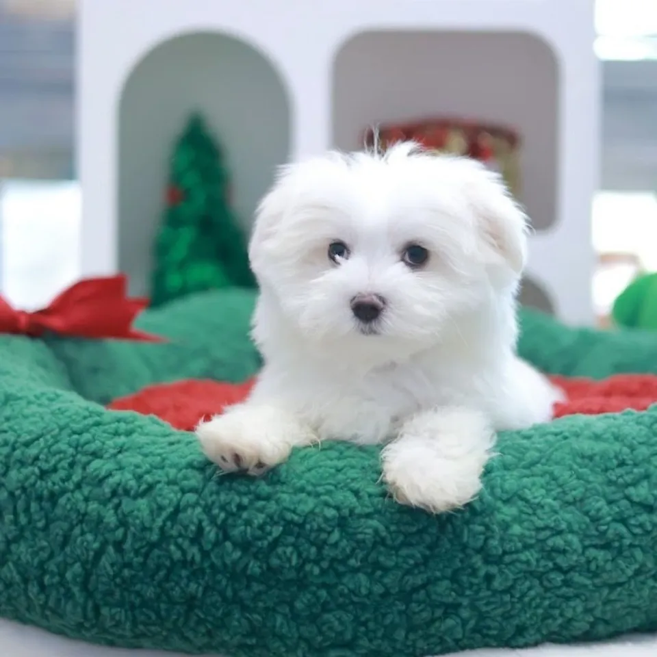 White Maltese puppy, a Maltese puppy placed with a Singapore family