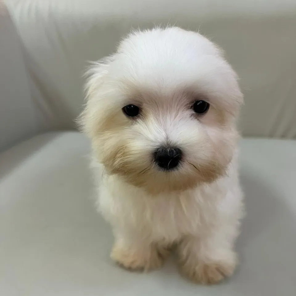 White Maltese puppy, a Maltese puppy placed with a Singapore family
