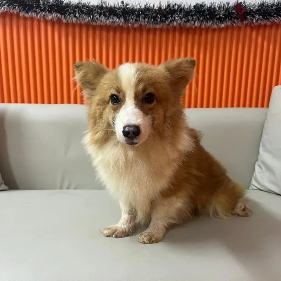 Tang Yuan, a Corgi puppy placed with a Singapore family