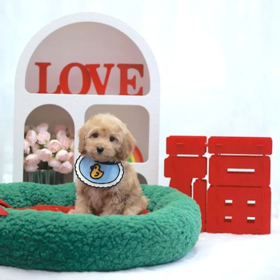 Fatt Choy, a Cockapoo puppy placed with a Singapore family