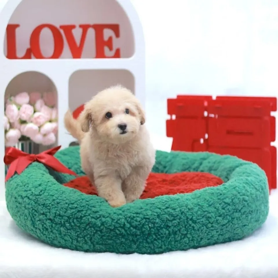 Lai Lai, a Poodle puppy placed with a Singapore family