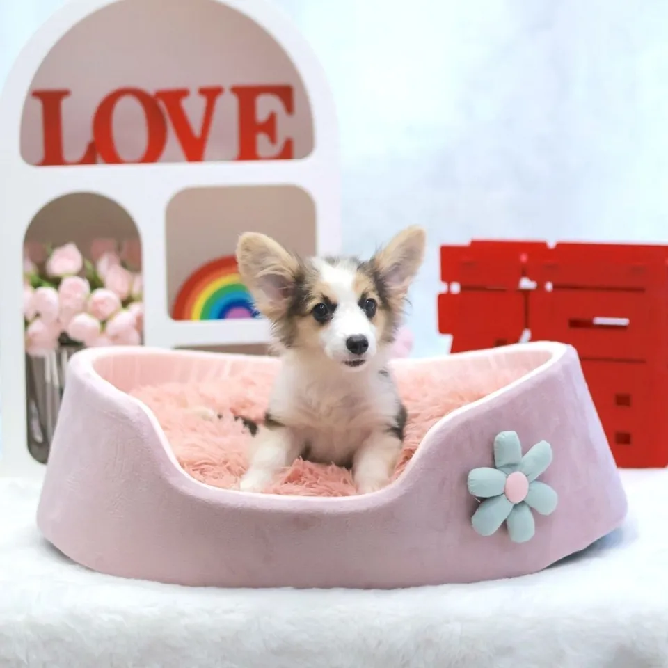 Kopi, a Corgi puppy placed with a Singapore family