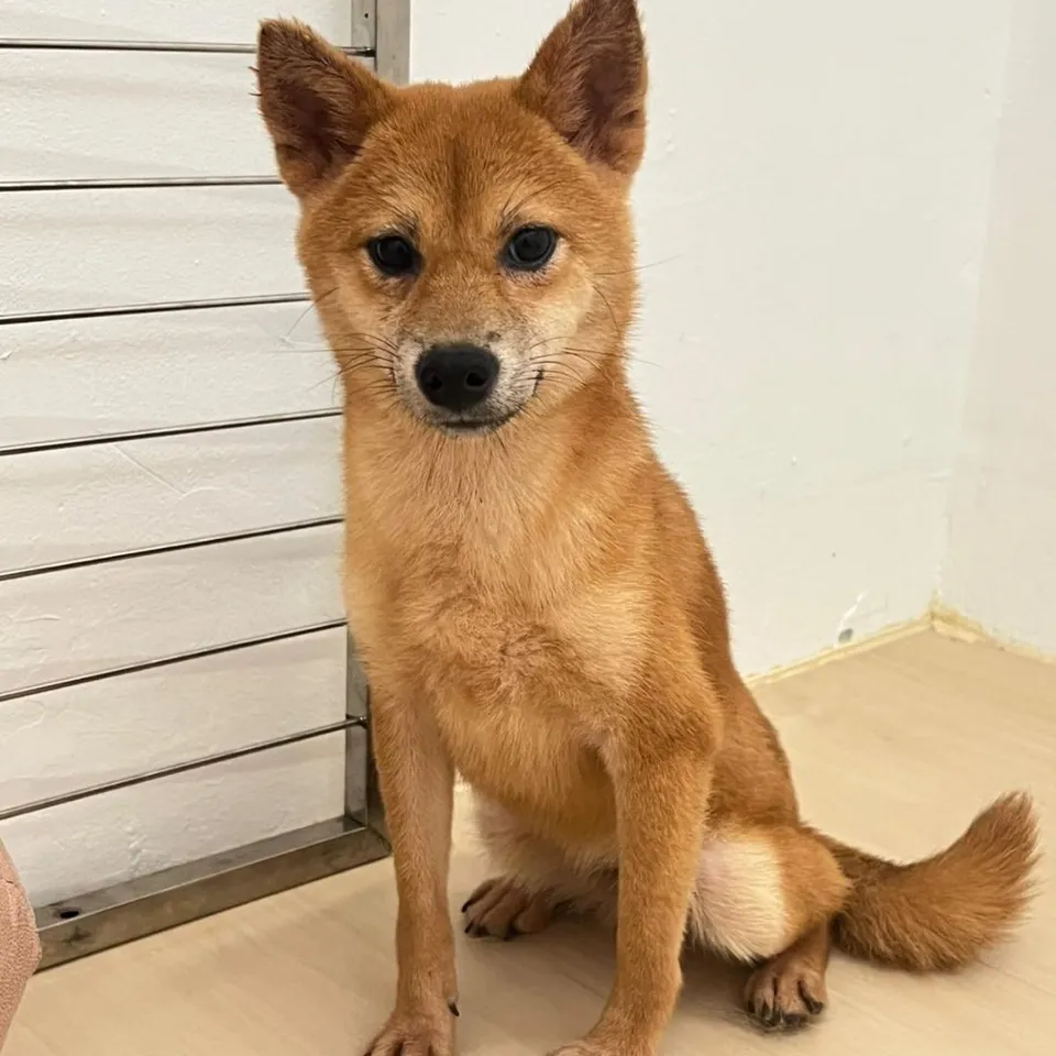 Kaya, a Shiba Inu puppy placed with a Singapore family