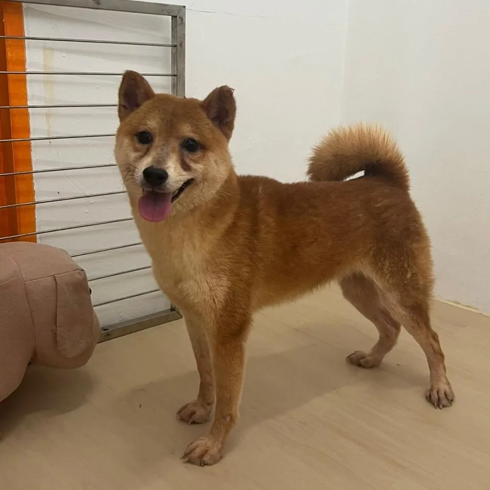 Huat, a Shiba Inu puppy placed with a Singapore family