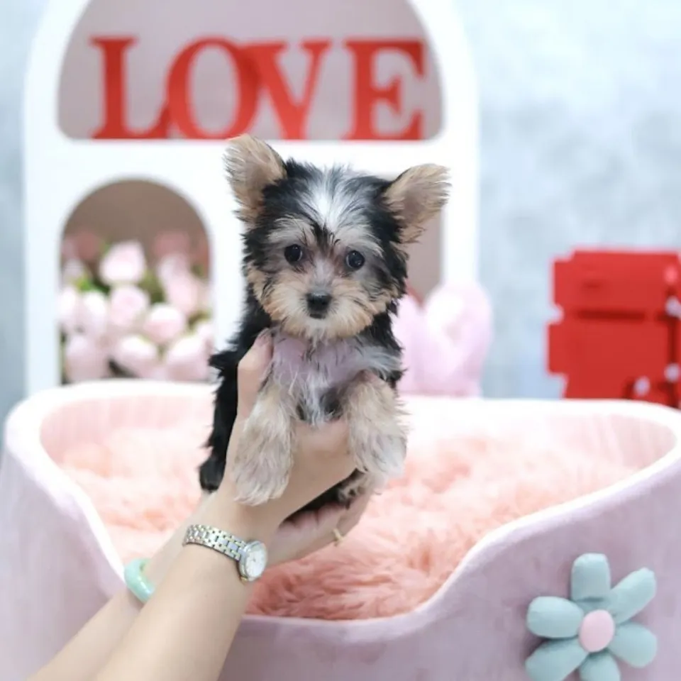 Sago, a Morkie puppy placed with a Singapore family
