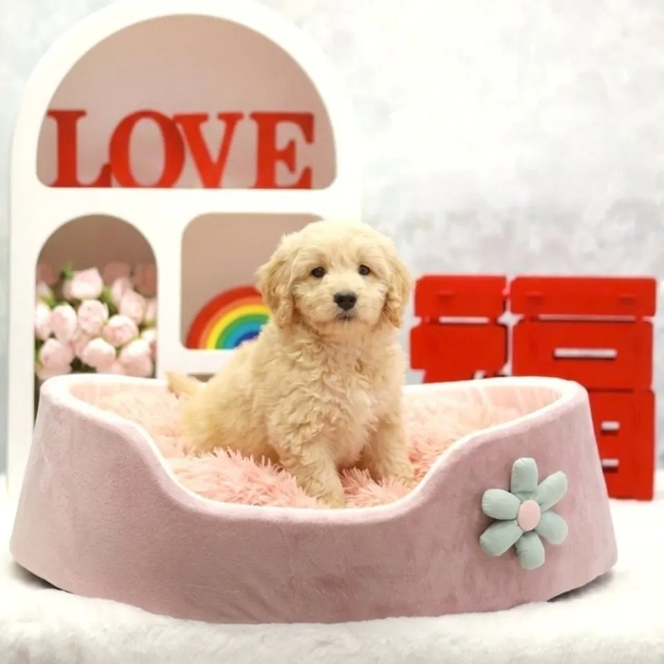 Di Di, a Goldendoodle puppy placed with a Singapore family