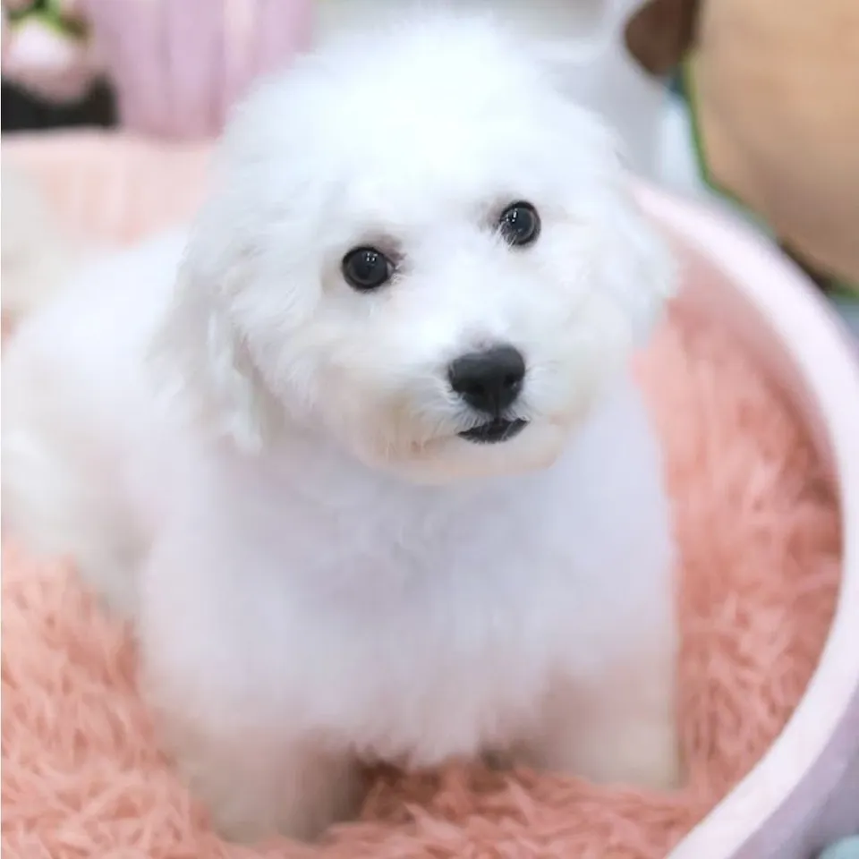 Siew Dai, a Bichon Frise puppy placed with a Singapore family