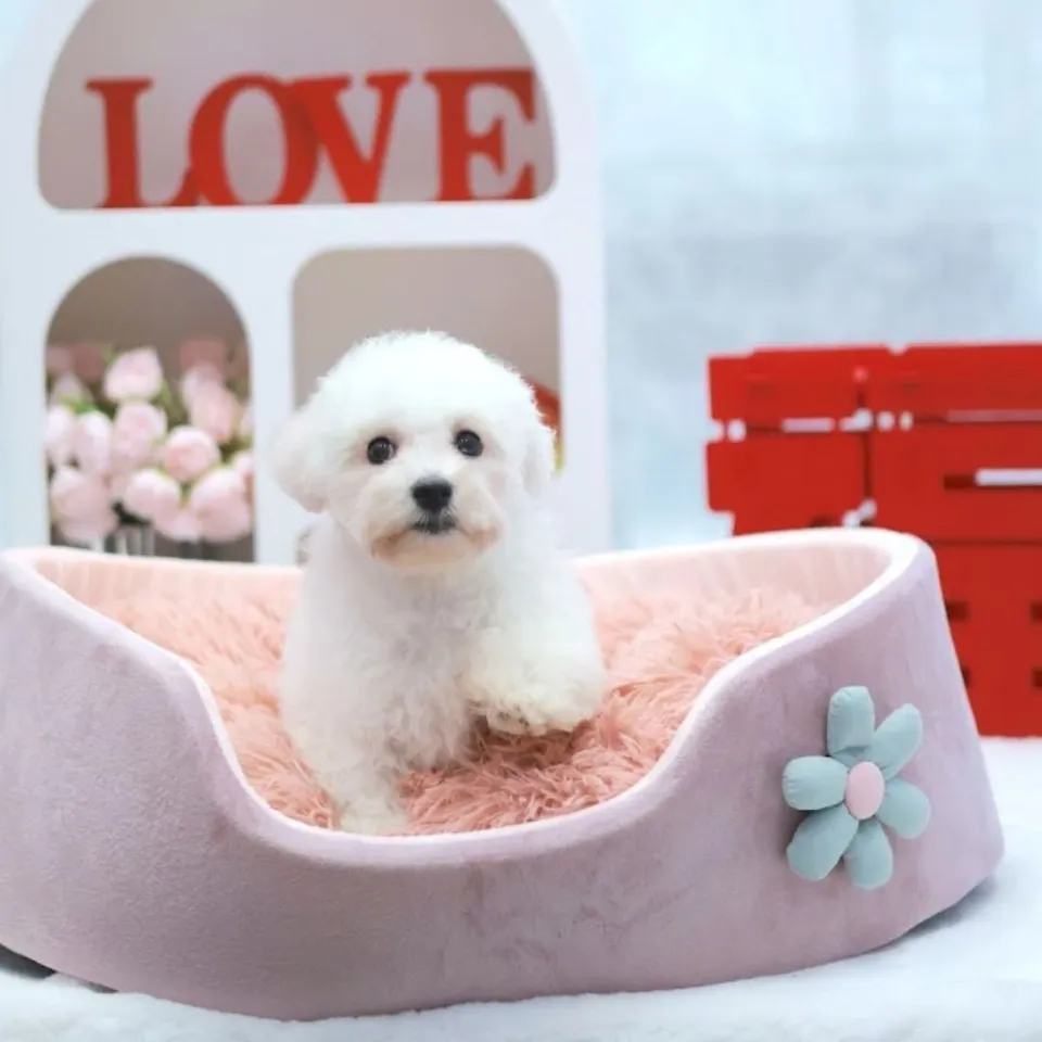Bao, a Bichon Frise puppy placed with a Singapore family