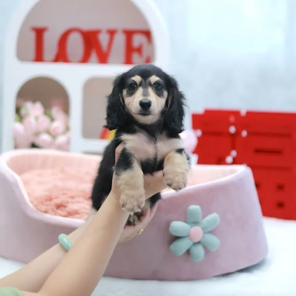 Xiao Hei, a Dachshund puppy placed with a Singapore family