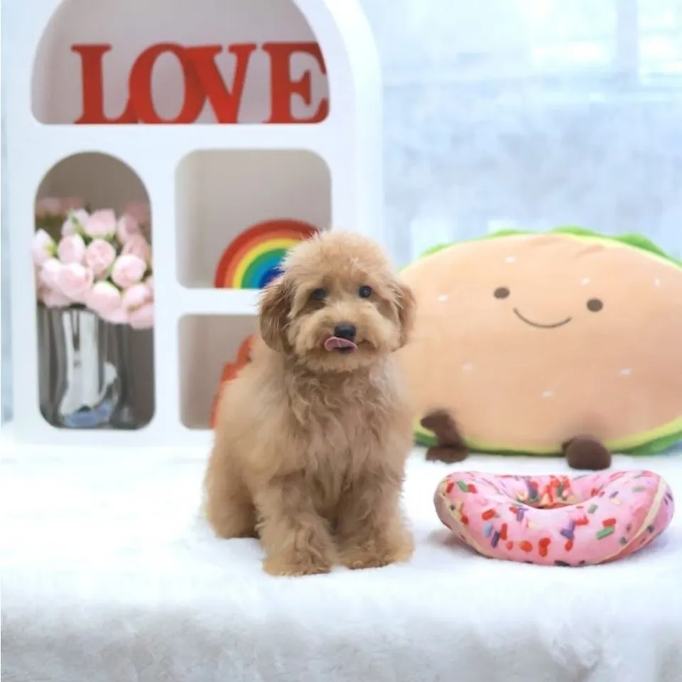 Bao Bao, a Poodle puppy placed with a Singapore family