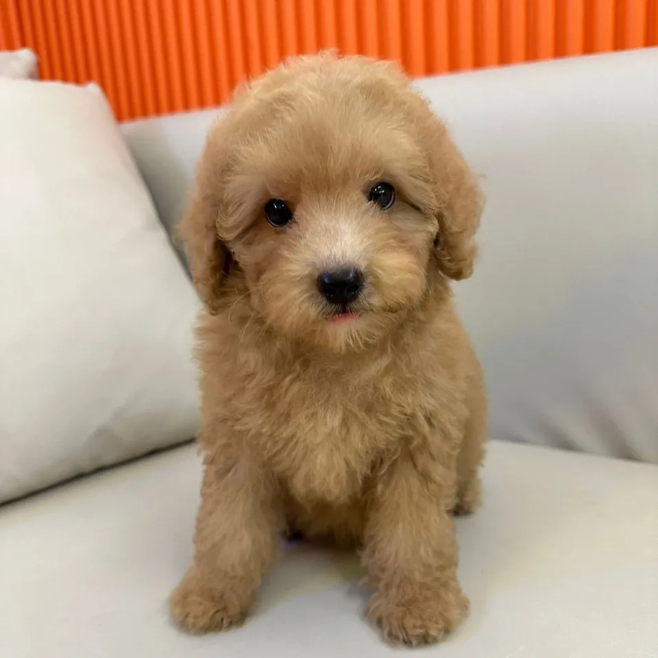 Milo, a Poodle puppy placed with a Singapore family